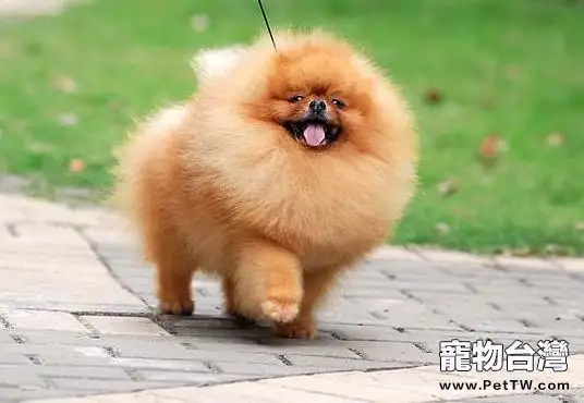 狗狗在家洗澡有哪些優勢(1圖)-寵物台灣
