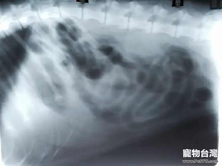 一例德牧腸套疊的診斷與治療過程(共9張圖片)-寵物台灣