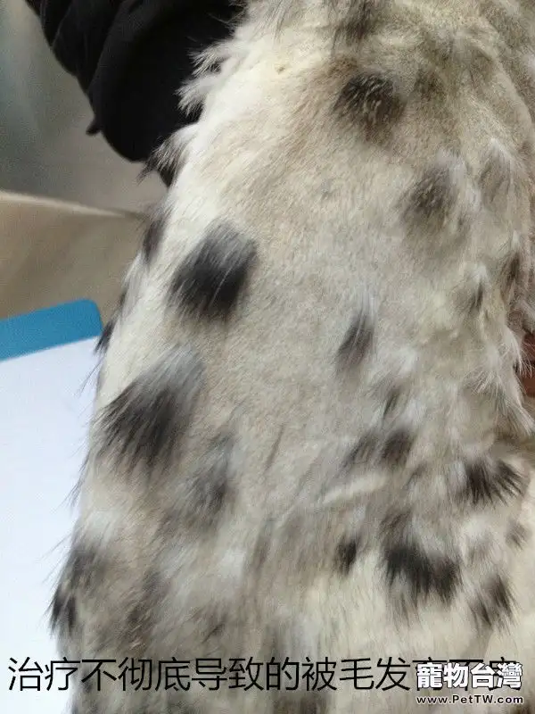 常見皮膚病檢查方法(共4張圖片)-寵物台灣