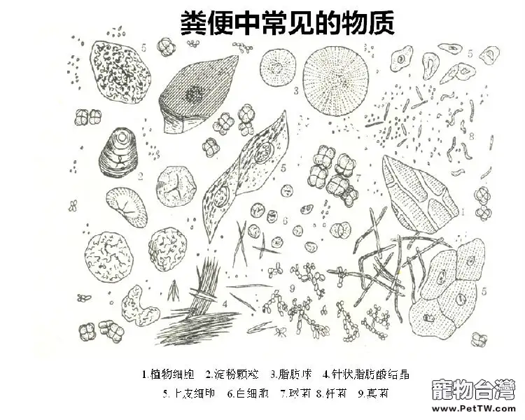 狗狗到醫院做糞便檢查的必要性