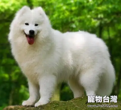 如何消除狗狗毛髮的靜電