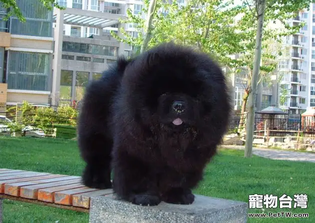 松獅犬的顏色解析