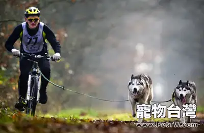 狗狗的四肢神經損傷簡介