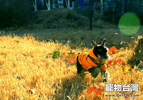 雪納瑞好養嗎（1圖）-寵物台灣