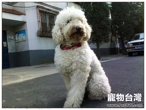 如何為狗狗挑選合適的項圈