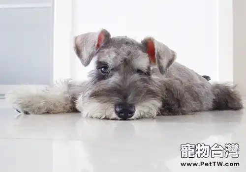雪納瑞發燒了怎麼辦