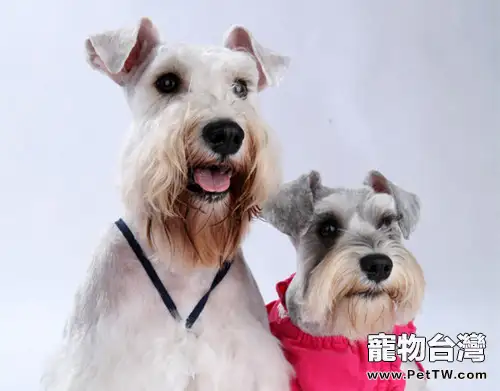 養兩隻狗狗的優缺點分析