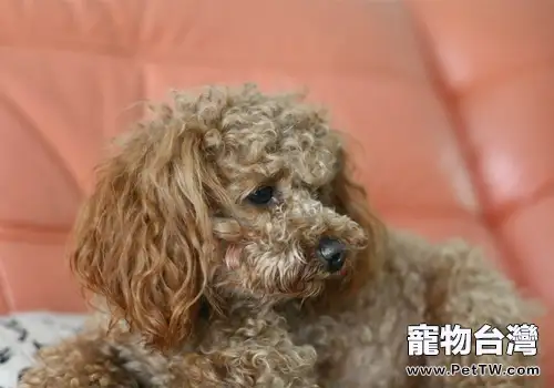 狗狗對鈣的攝入有何要求