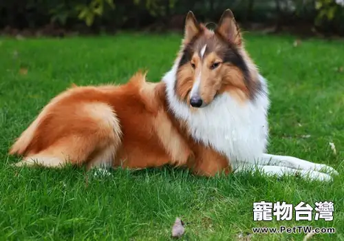 如何讓狗狗愛上狗糧