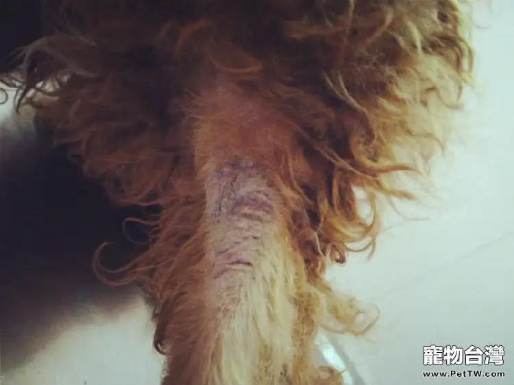 犬常見皮膚病（五）馬拉色菌皮炎
