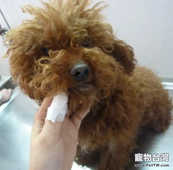 犬常見皮膚病(五)馬拉色菌皮炎(共6張圖片)-寵物台灣