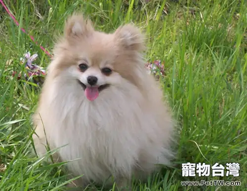 日常飼養該給博美 犬(松鼠狗)吃什麼(1圖)-寵物台灣