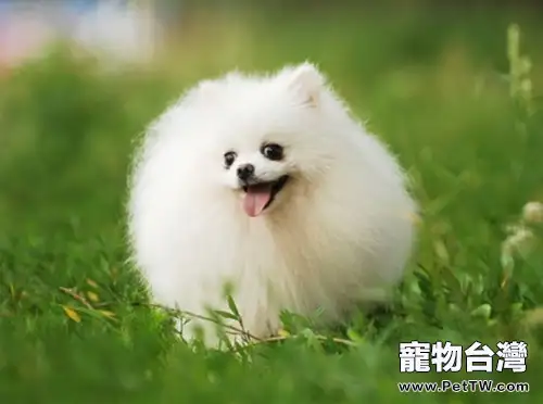博美挑食可通過餵食方式改善