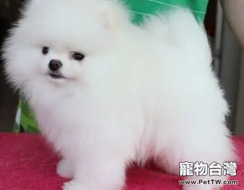 參賽博美怎麼訓練(1圖)-寵物台灣