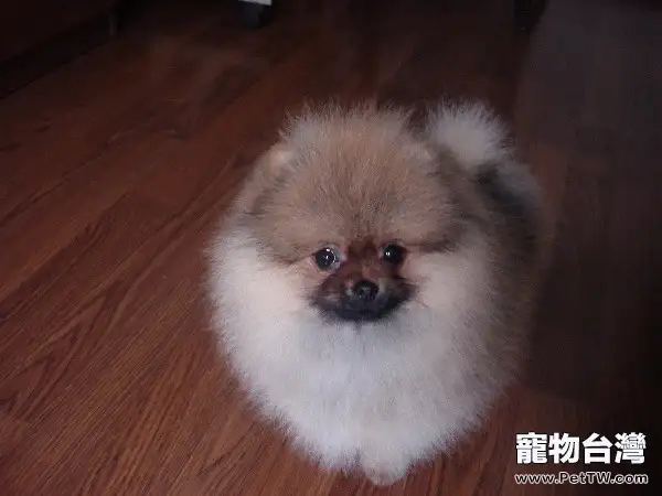 博美咳嗽的症狀區別
