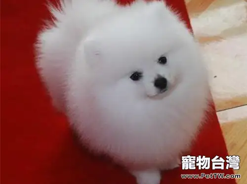 博美 犬（松鼠狗）壽命多久