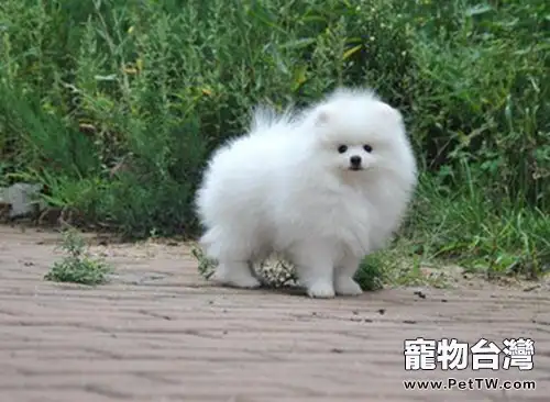 迷你博美 犬(松鼠狗)的由來(1圖)-寵物台灣