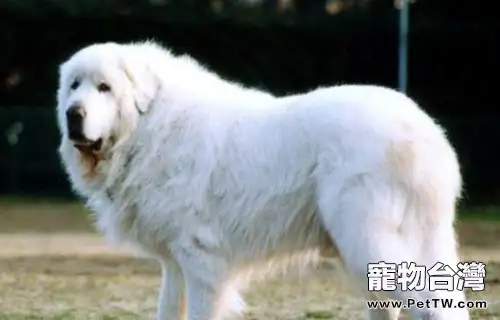 狗狗肺炎的病因及症狀(1圖)-寵物台灣