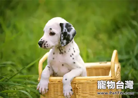 犬鉤蟲病的病因介紹