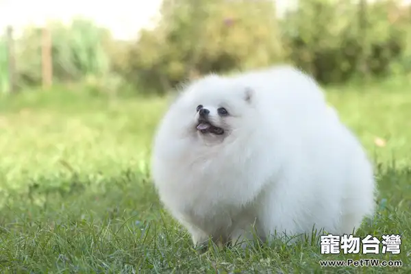 怎樣辨別博美 犬(松鼠狗)(1圖)-寵物台灣