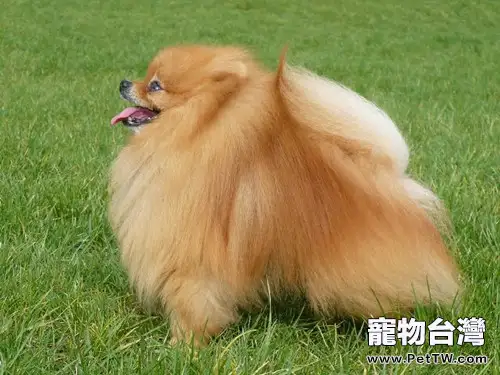 博美拉肚子該怎麼辦
