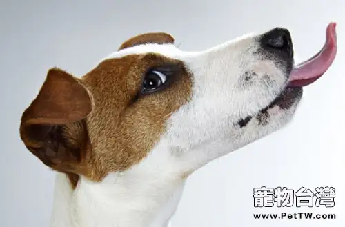 如何訓練狗狗的社會化(1圖)-寵物台灣