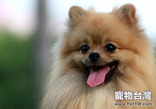 冬季如何預防博美感冒(1圖)-寵物台灣