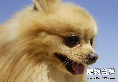 導致博美抽搐的幾個原因（1圖）-寵物台灣