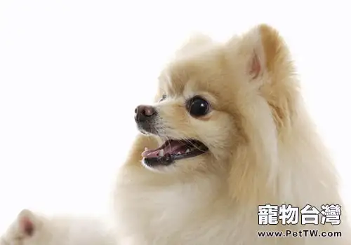 博美嘔吐怎麼辦(1圖)-寵物台灣