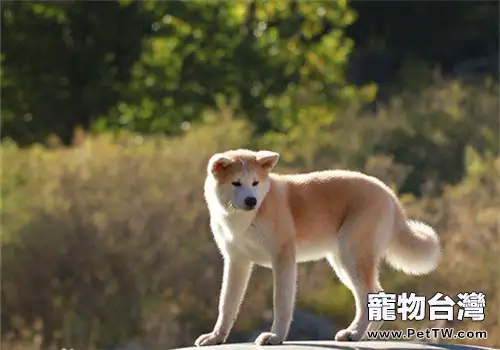 秋田犬懷孕的症狀有哪些?(1圖)-寵物台灣