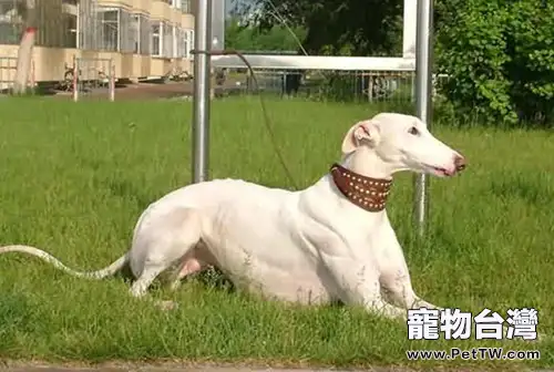 靈緹犬的訓練方法