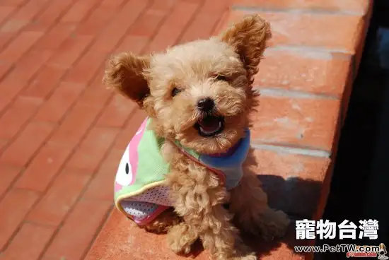 如何讓貴賓犬時刻跟隨主人(1圖)-寵物台灣