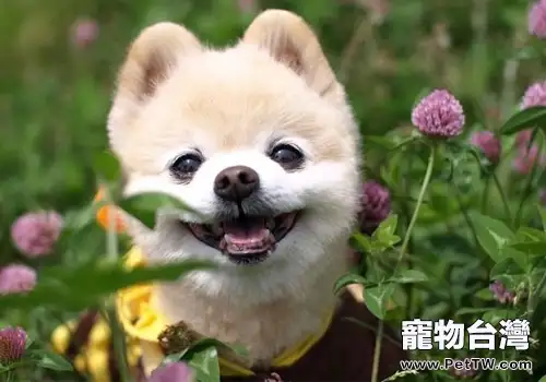 什麼原因會導致博美乾嘔（共5張圖片）-寵物台灣