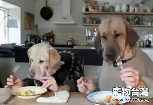如何訓練狗狗的用餐禮儀