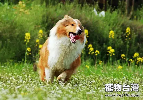 狗狗吃草反應的身體狀況(1圖)-寵物台灣