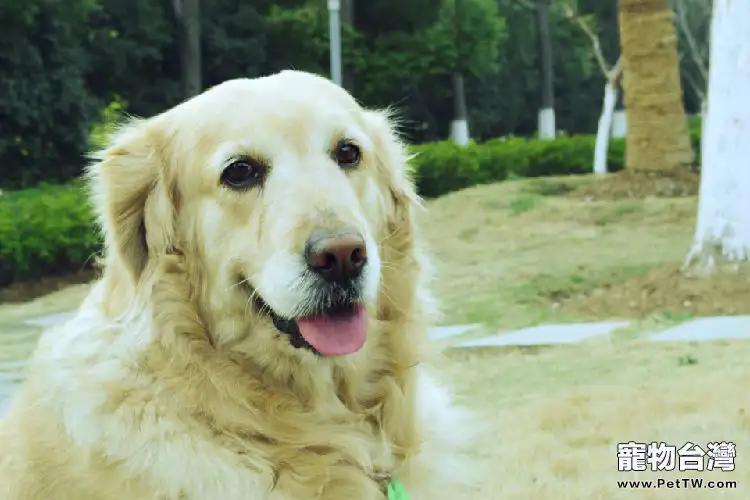 黃金獵犬的遺傳疾病解析(1圖)-寵物台灣
