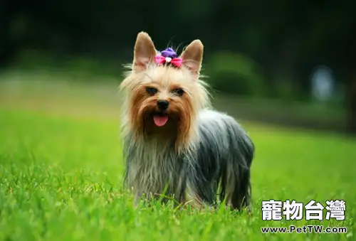 約克夏犬的顏色介紹