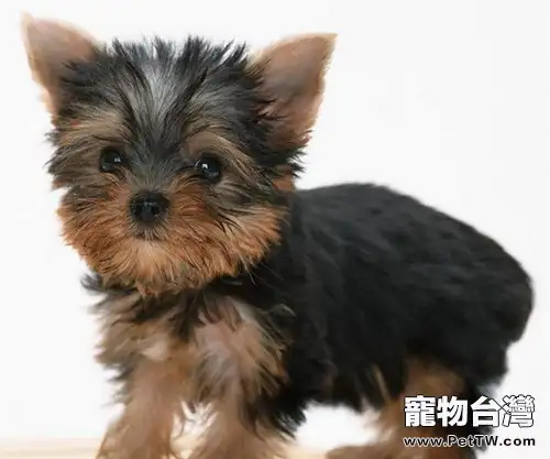 約克夏怕冷該怎麼辦(1圖)-寵物台灣
