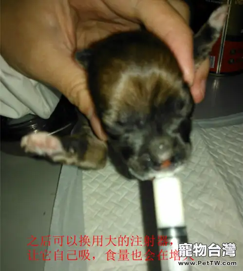 如何自己照顧剛出生的幼齡動物