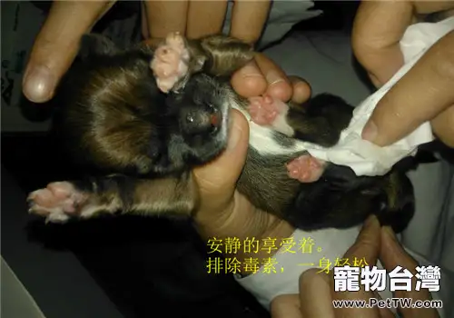 如何自己照顧剛出生的幼齡動物