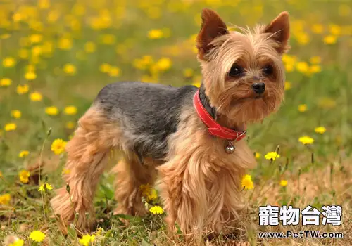 約克夏好養嗎(1圖)-寵物台灣