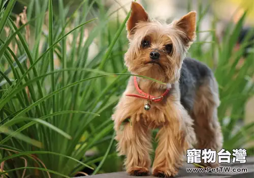 約克夏發抖的真正原因是什麼(1圖)-寵物台灣
