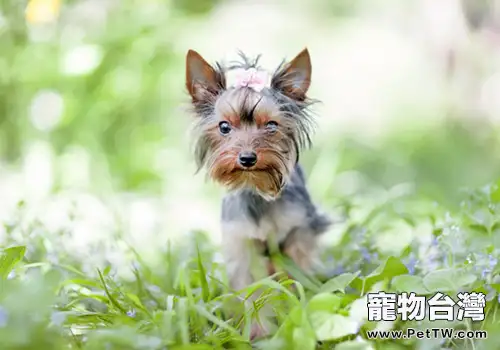 約克夏愛叫怎麼辦(1圖)-寵物台灣