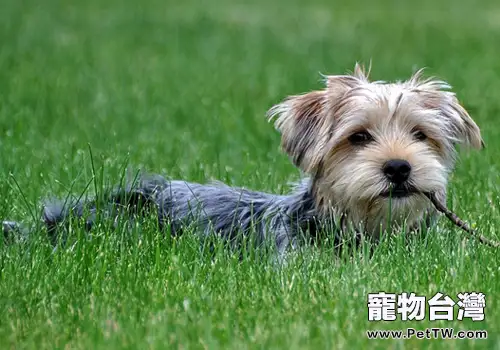 在家給約克夏犬美容的注意事項