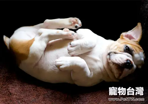 犬貓骨科手術中環扎鋼絲的使用及其相關併發症