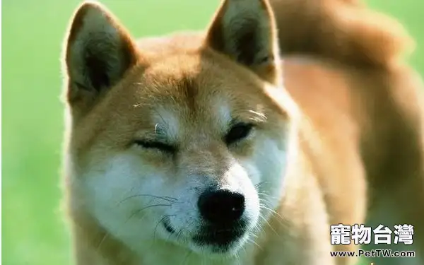 狗狗對主人氣味的特殊反應（1圖）-寵物台灣