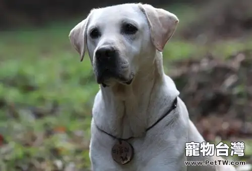 孕婦和寵物如何兼得