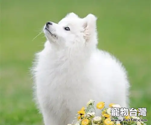 日本銀狐的飼養要點