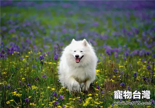 春季狗狗養護之遊山玩水