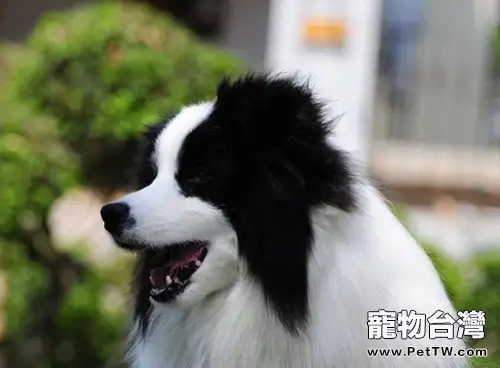 春季謹防狗狗傳染性疾病(1圖)-寵物台灣